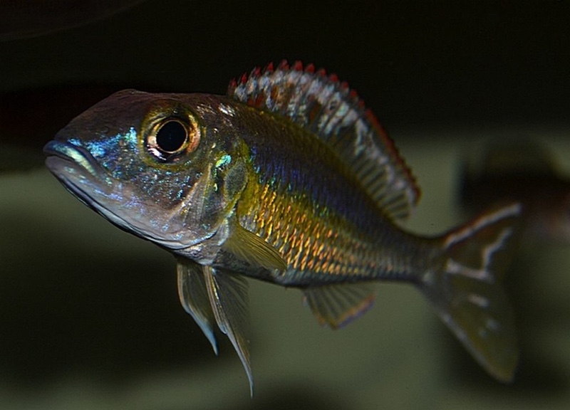 Callochromis pleurospilus 'Kigoma'